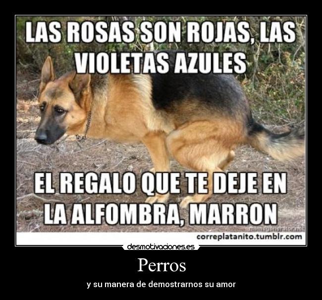 Perros - y su manera de demostrarnos su amor