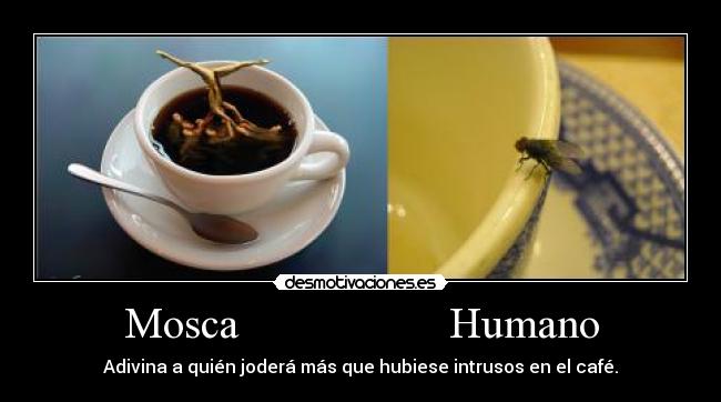 Mosca Humano -