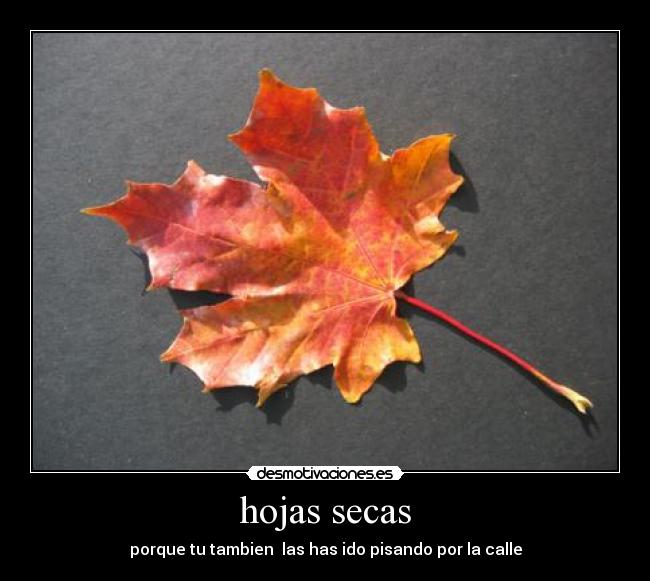 hojas secas -
