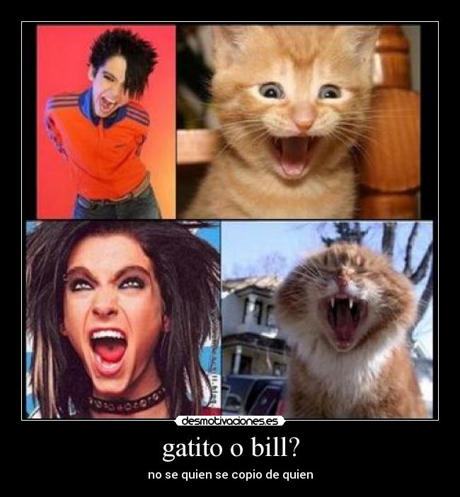 gatito o bill? - no se quien se copio de quien