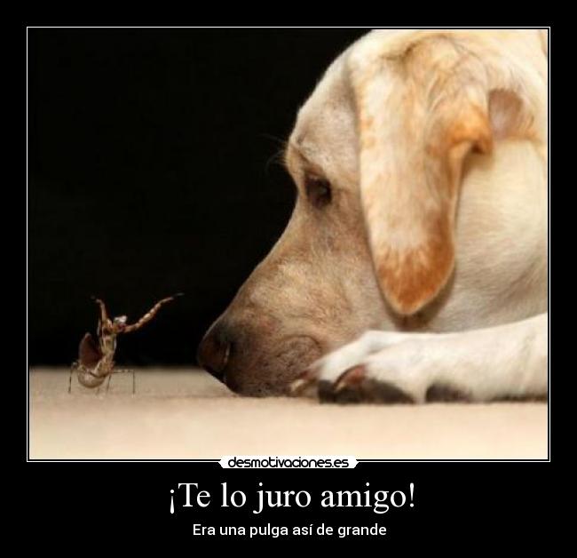 ¡Te lo juro amigo! -