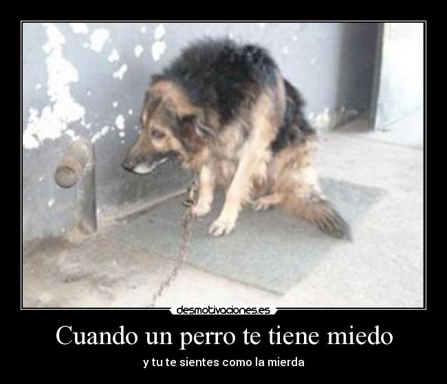 Cuando un perro te tiene miedo -