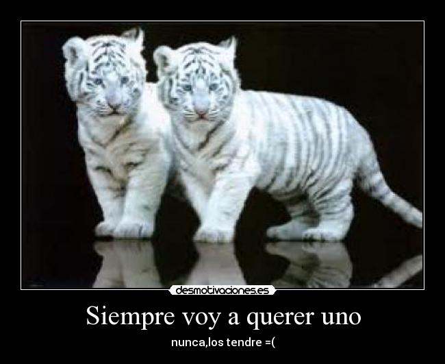 Siempre voy a querer uno - 