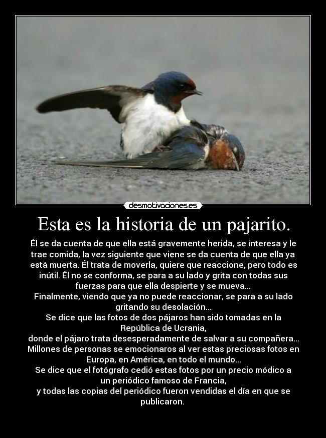 Esta es la historia de un pajarito. - 
