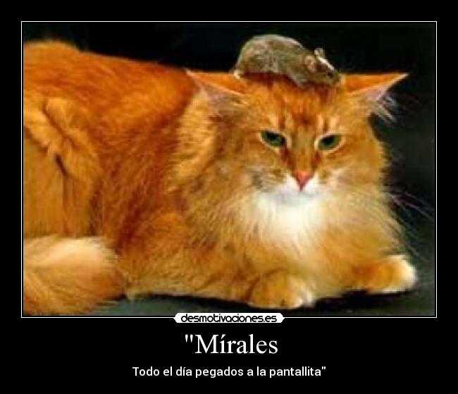 carteles gato desmotivaciones