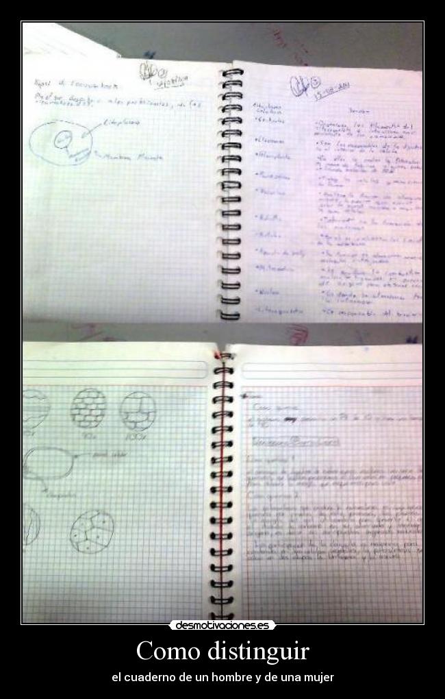 Como distinguir - 