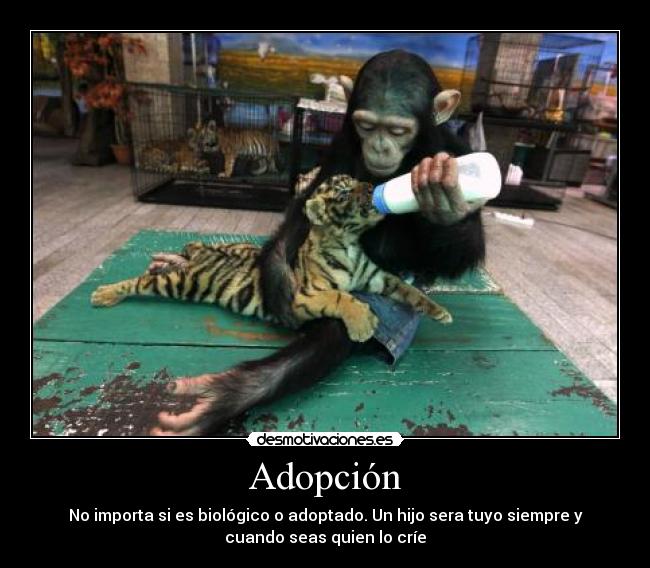 Adopción - No importa si es biológico o adoptado. Un hijo sera tuyo siempre y
cuando seas quien lo críe