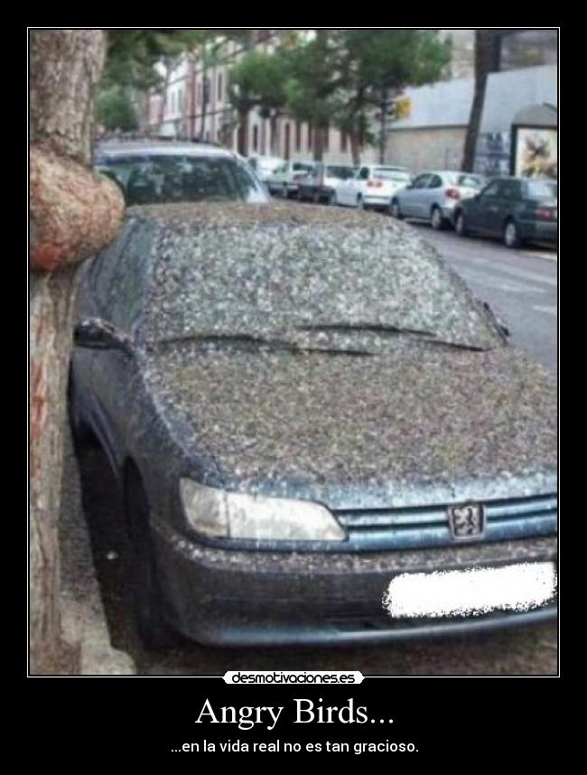 Angry Birds... - ...en la vida real no es tan gracioso.