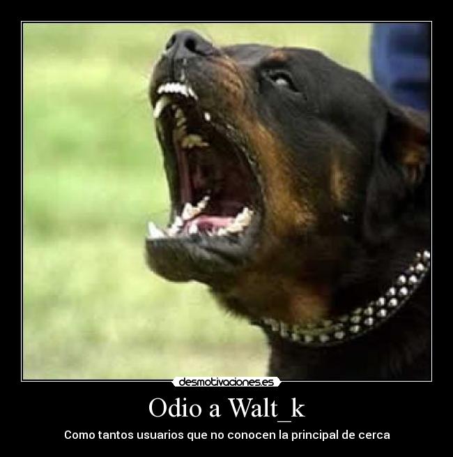 mad rottweiler mad rottweiler foto 2017 mad rottweiler mad rottweiler foto 2017