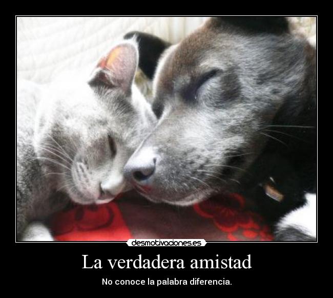 carteles amistad amistad perro gato desmotivaciones
