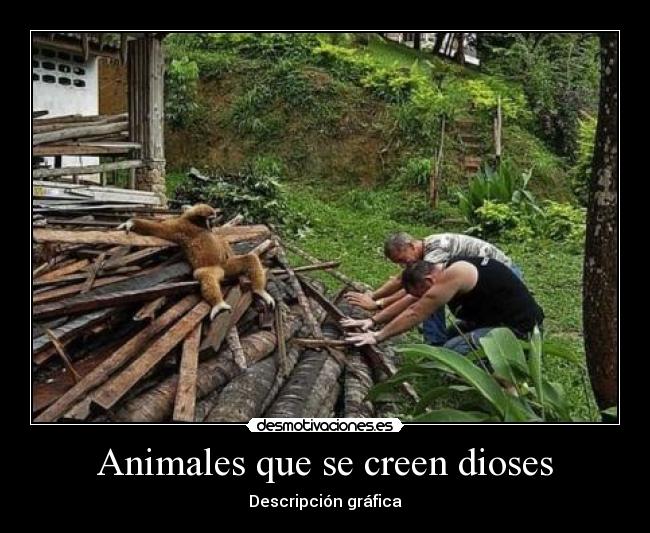 Animales que se creen dioses -