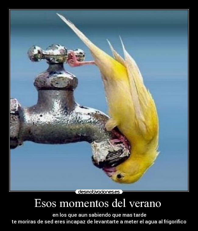 Esos momentos del verano - en los que aun sabiendo que mas tarde
te moriras de sed eres incapaz de levantarte a meter el agua al frigorifico