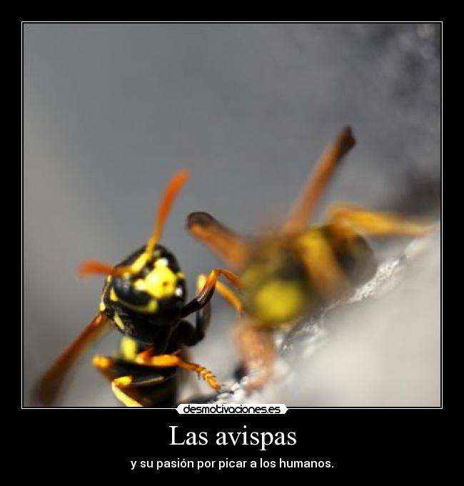 Las avispas -