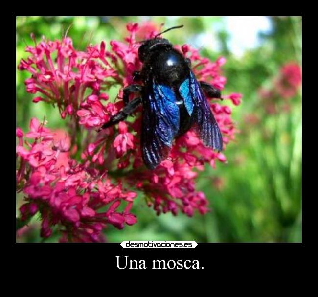Una mosca. - 