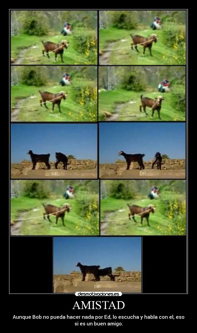 carteles amistad foxraiko desmotivaciones