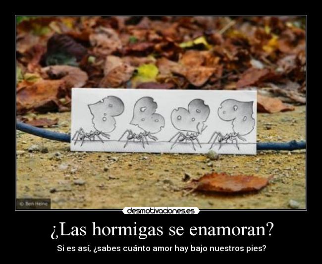 ¿Las hormigas se enamoran? - Si es así, ¿sabes cuánto amor hay bajo nuestros pies?