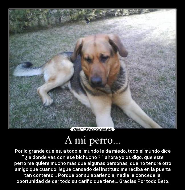 A mi perro... - 