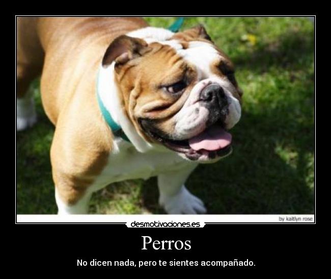 Perros - 