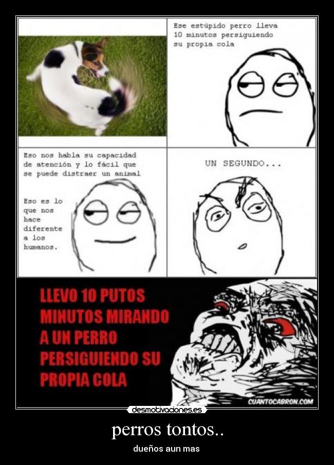 perros tontos.. - dueños aun mas