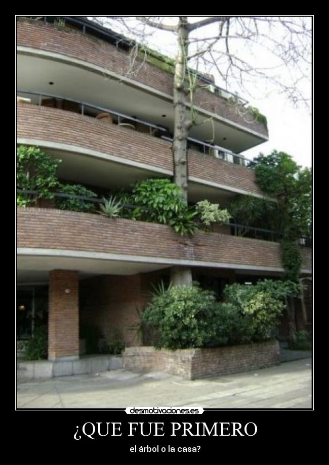 ¿QUE FUE PRIMERO - el árbol o la casa?