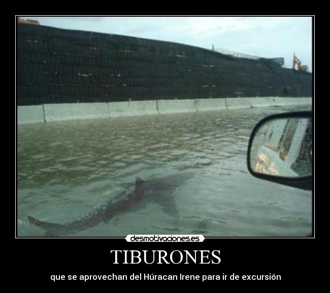 TIBURONES - que se aprovechan del Húracan Irene para ir de excursión