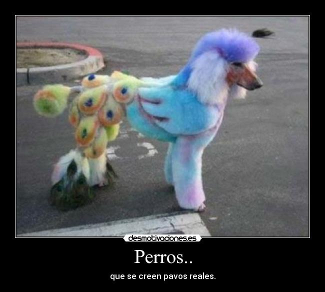 Perros.. - que se creen pavos reales.