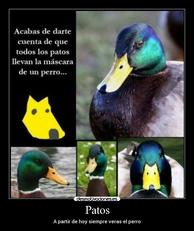 Patos - A partir de hoy siempre veras el perro