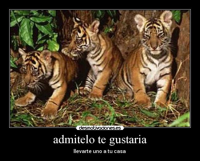 admitelo te gustaria - 