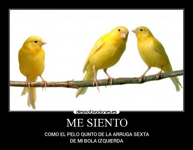 ME SIENTO - COMO EL PELO QUNTO DE LA ARRUGA SEXTA
DE MI BOLA IZQUIERDA