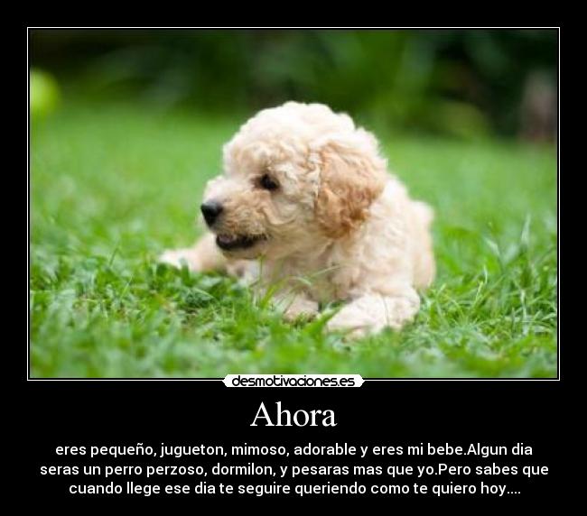 carteles amor perro desmotivaciones