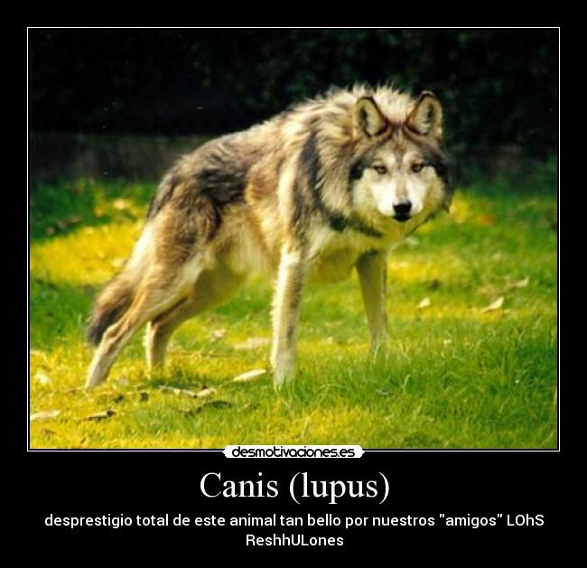 Canis (lupus) - 