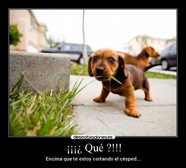 ¡¡¡¿ Qué ?!!! -
