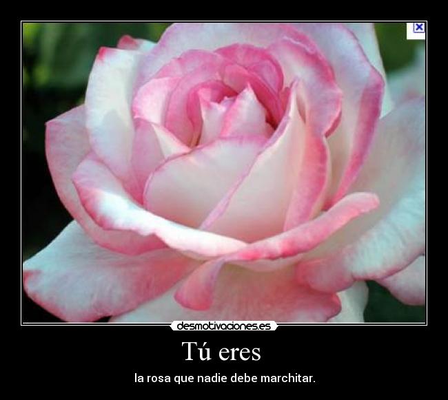 Tú eres - la rosa que nadie debe marchitar.