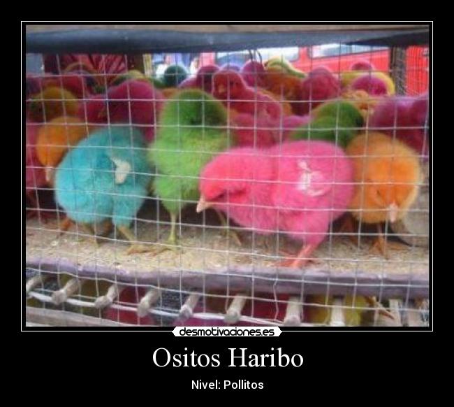 Ositos Haribo - 