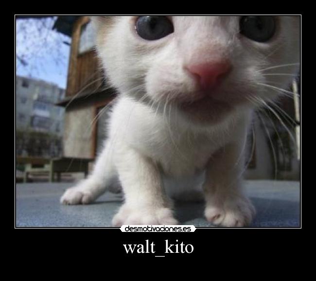 walt_kito - 