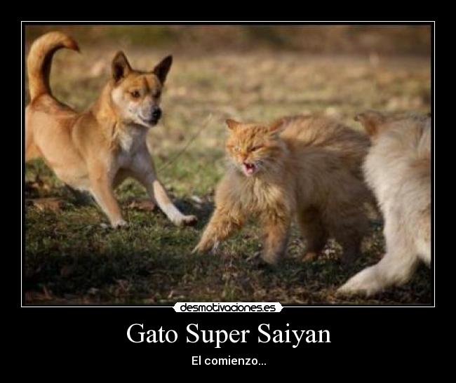 Gato Super Saiyan -