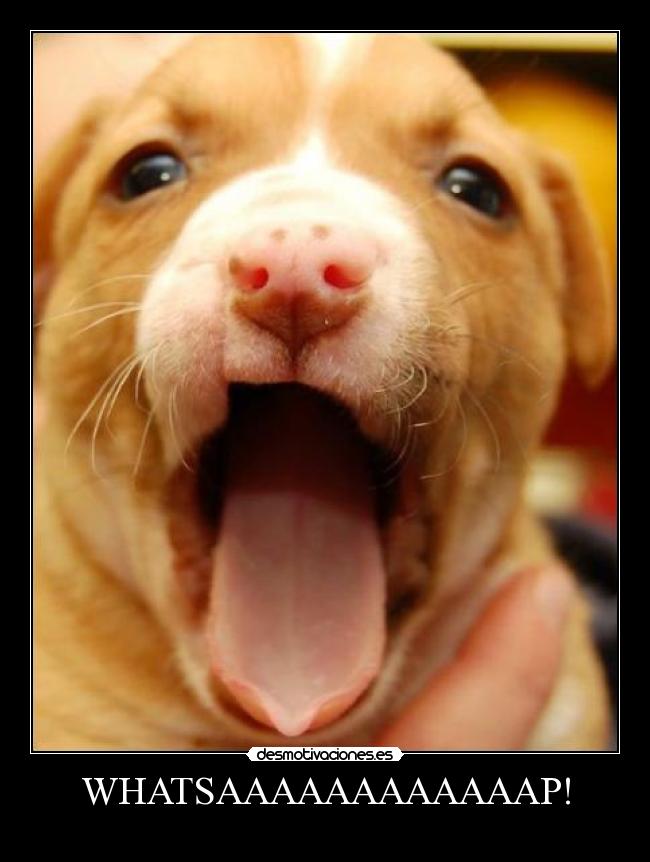 WHATSAAAAAAAAAAAAP! -