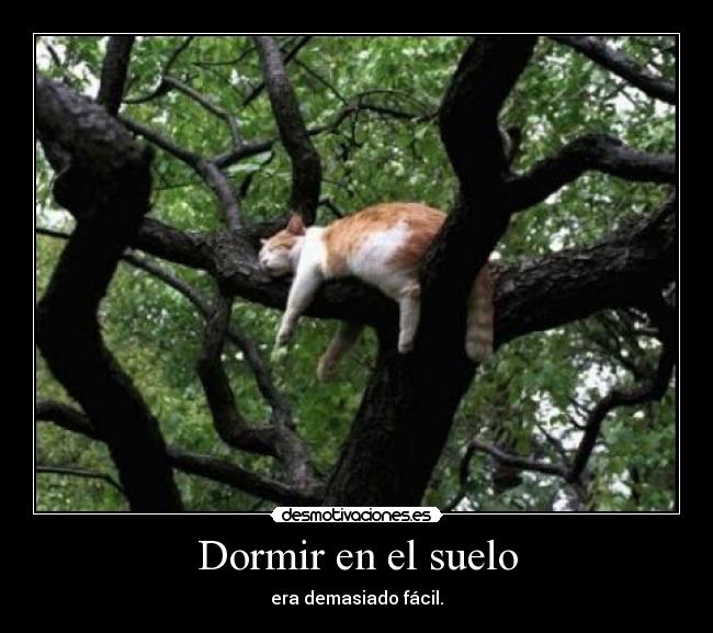 carteles dormir dormir gatos arboles desmotivaciones