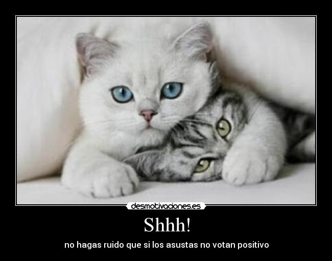 carteles gatos shhh desmotivaciones