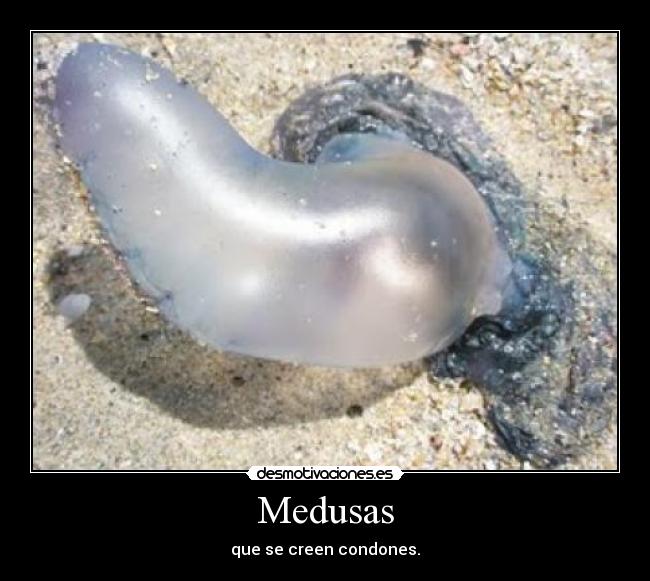 Medusas - 