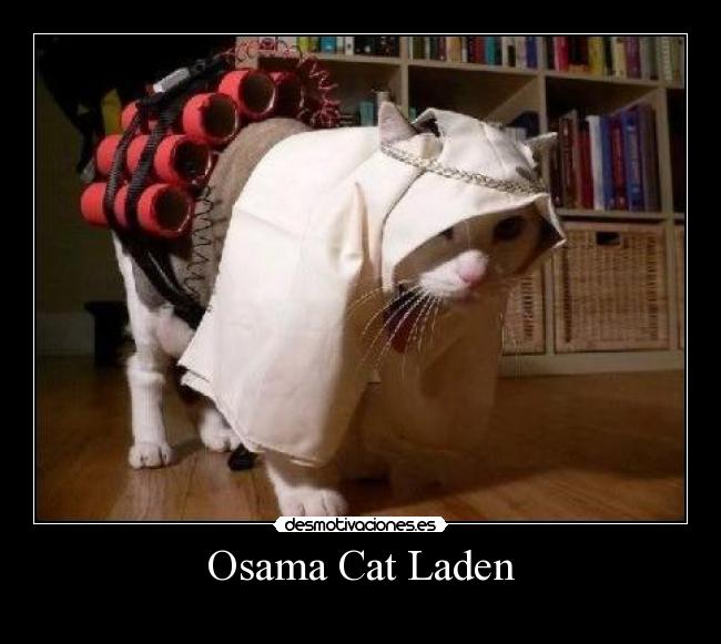 Osama Cat Laden -