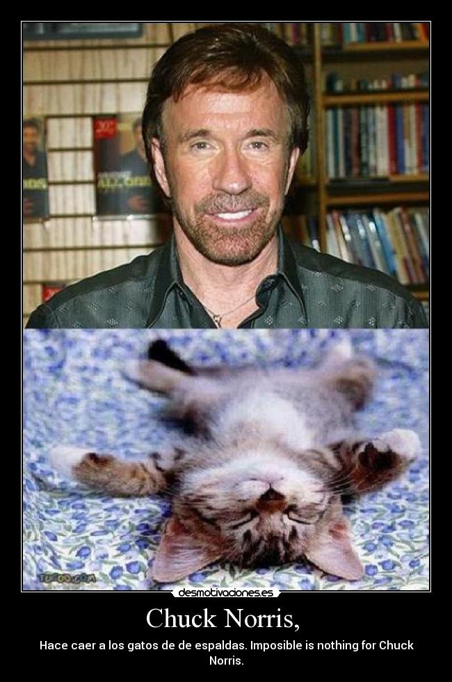 Chuck Norris, - Hace caer a los gatos de de espaldas. Imposible is nothing for Chuck Norris.
