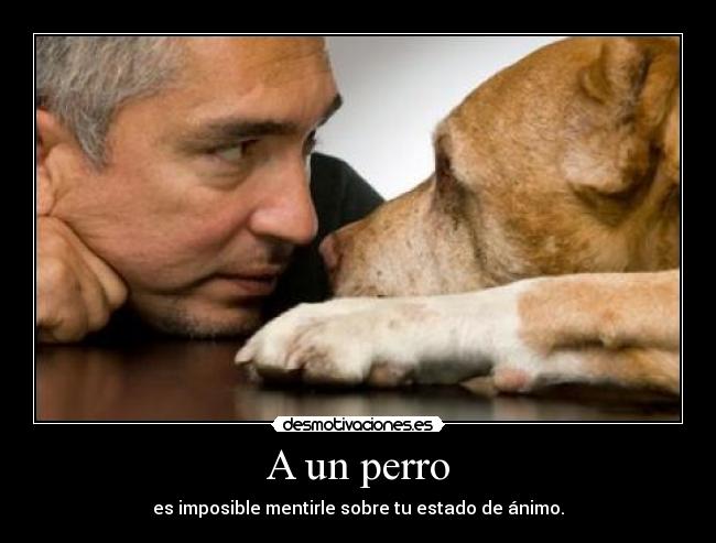 A un perro - 