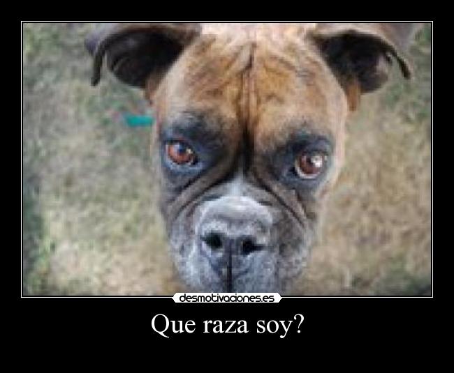 carteles miperropaulinala mas bonitaparece unmono desmotivaciones