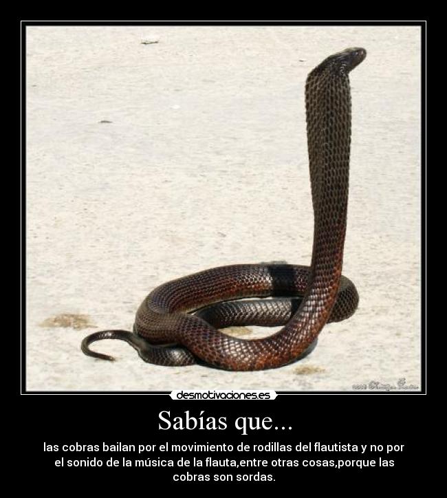 Sabías que... - las cobras bailan por el movimiento de rodillas del flautista y no por
el sonido de la música de la flauta,entre otras cosas,porque las
cobras son sordas.