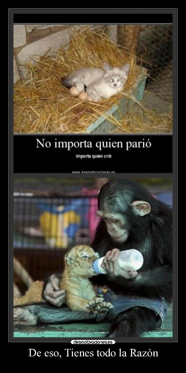 carteles eso tienes toda razon desmotivaciones