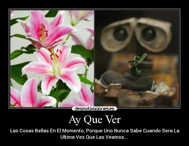 Ay Que Ver - Las Cosas Bellas En El Momento, Porque Uno Nunca Sabe Cuando Sera La
Ultima Ves Que Las Veamos... 