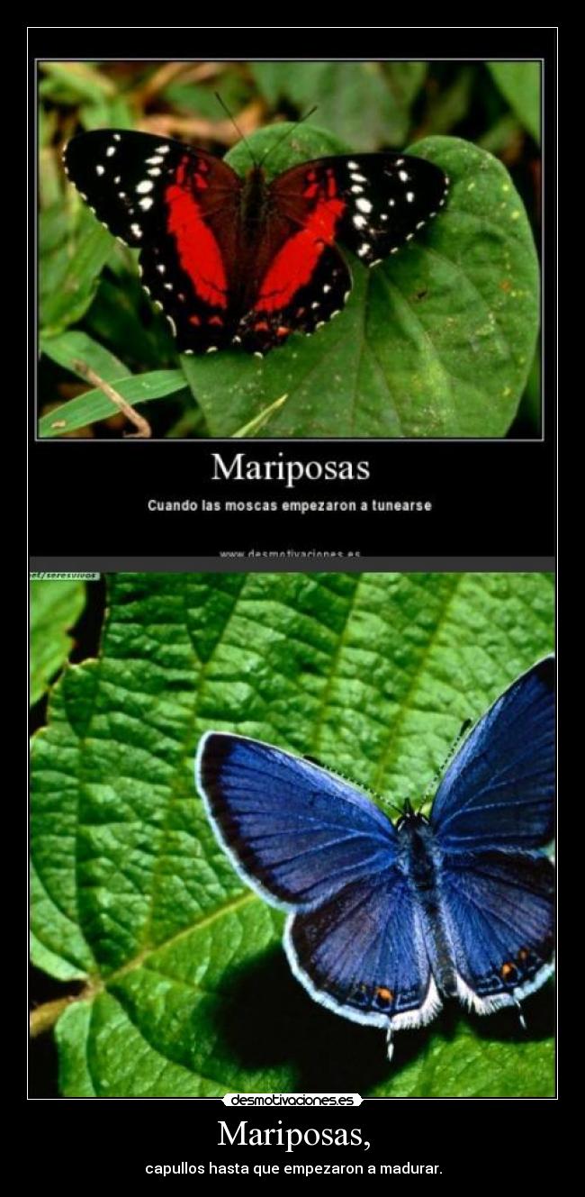 Mariposas, -