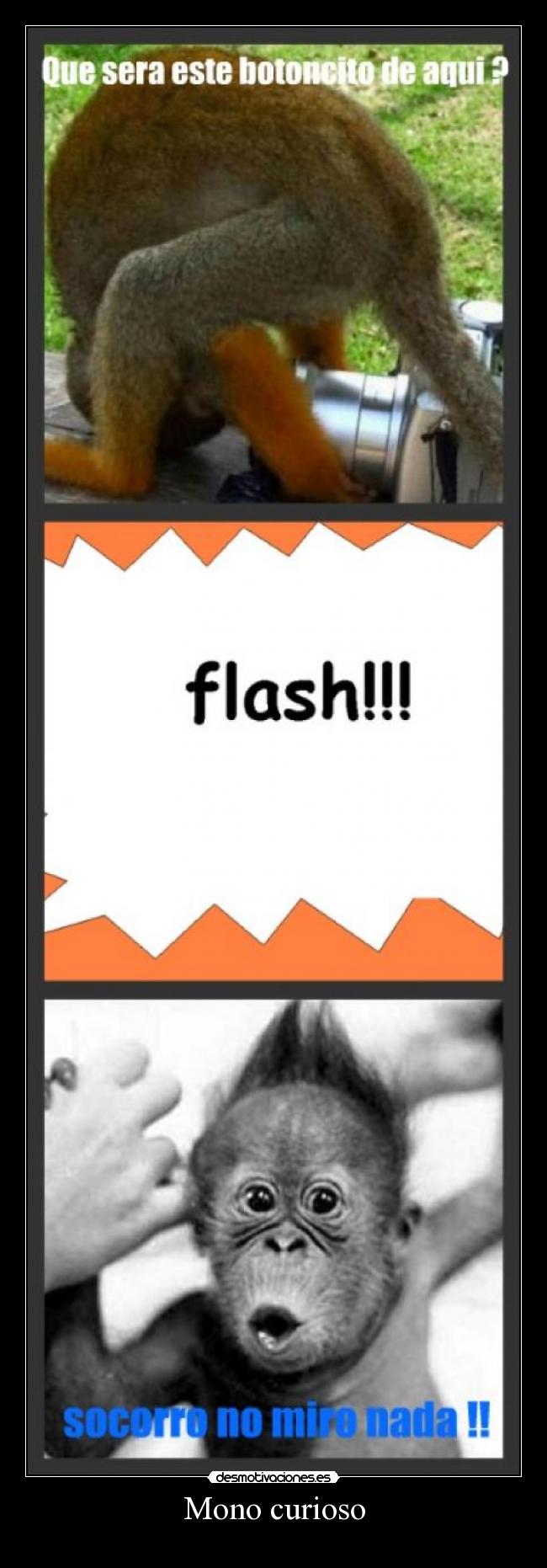 Mono curioso -