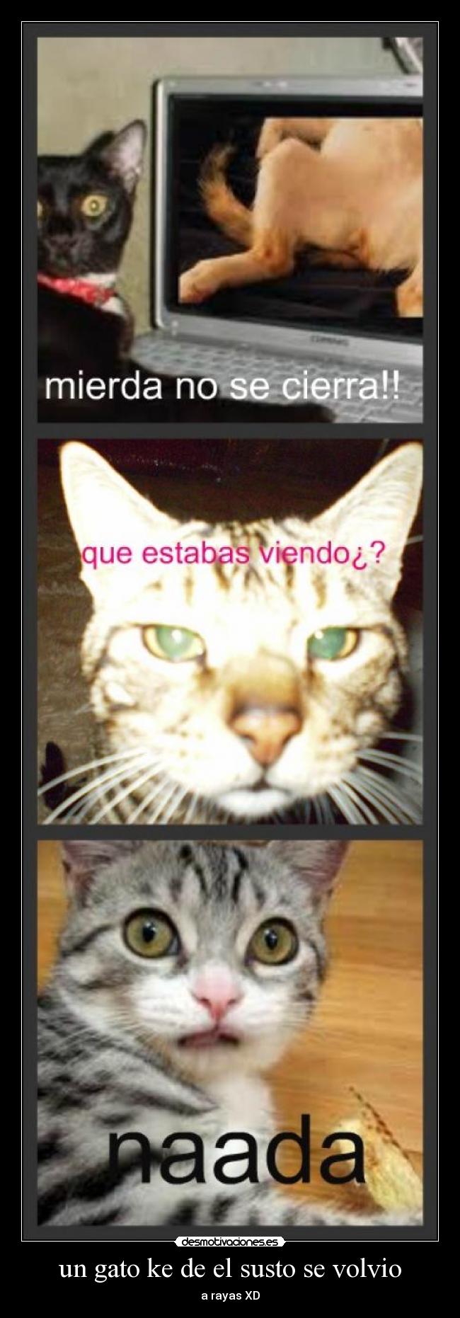 un gato ke de el susto se volvio - a rayas XD